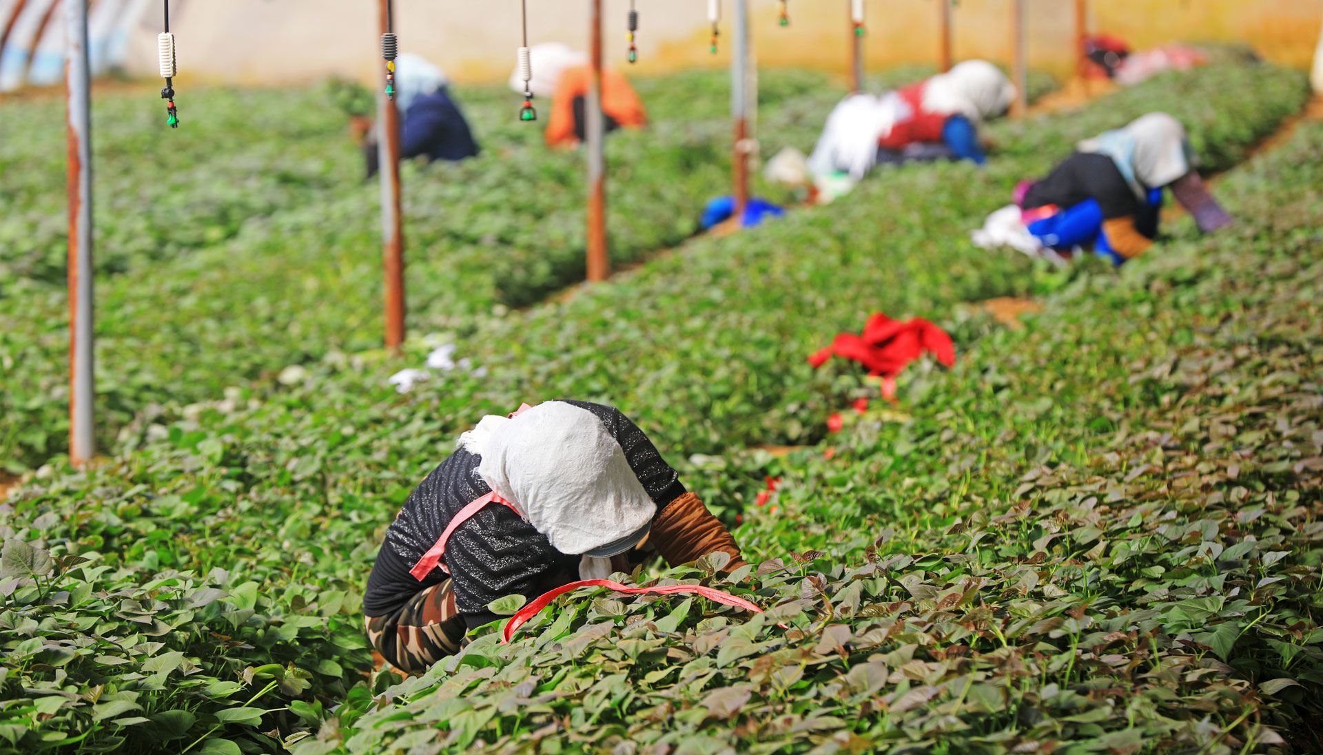 Green tea leaves harvesting