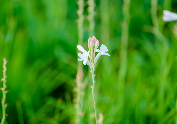 Tuberose Absolute