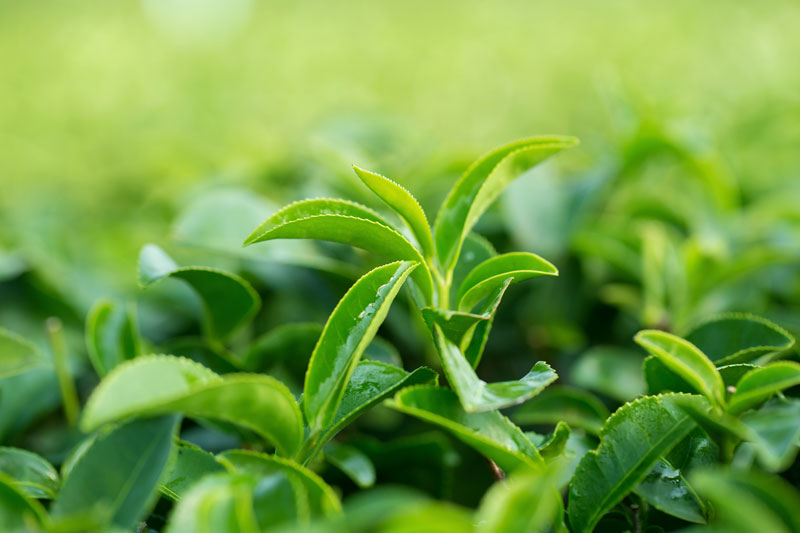 Green tea leaves